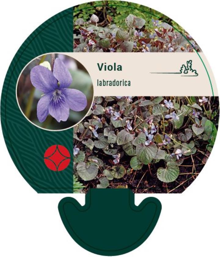 Labradorviol - Potte 0,8 Liter