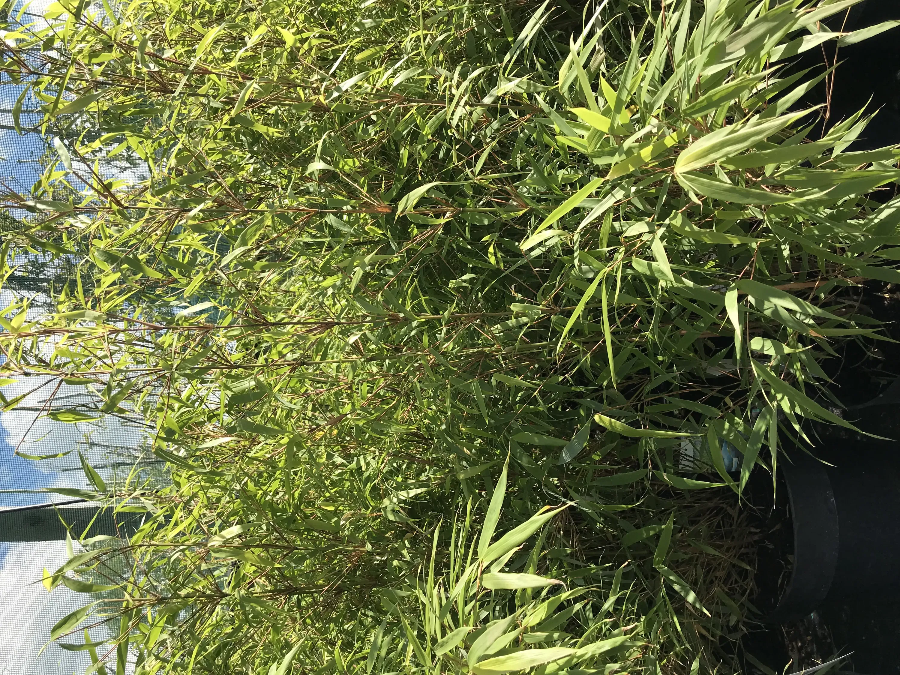 Bambus rufa i 10 liters potte