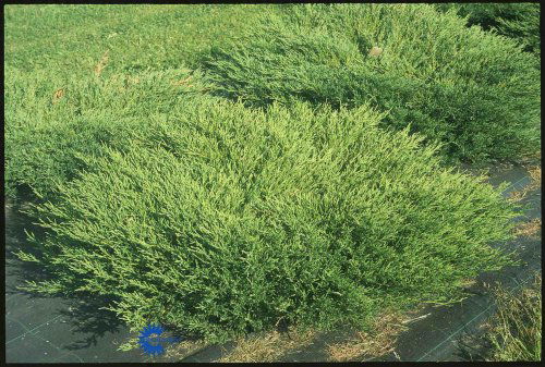 Juniperus horizontalis Andora Compact, Krybende Enebær Andora Compact,
