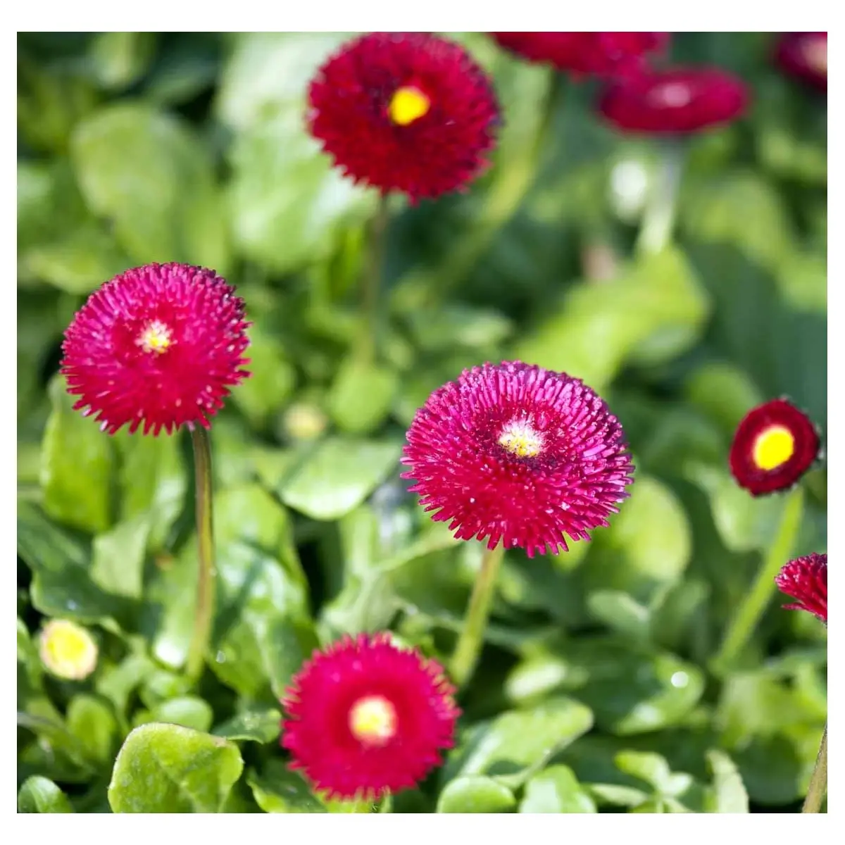 Tusindfryd 'Planet Red' - 10 cm. Potte