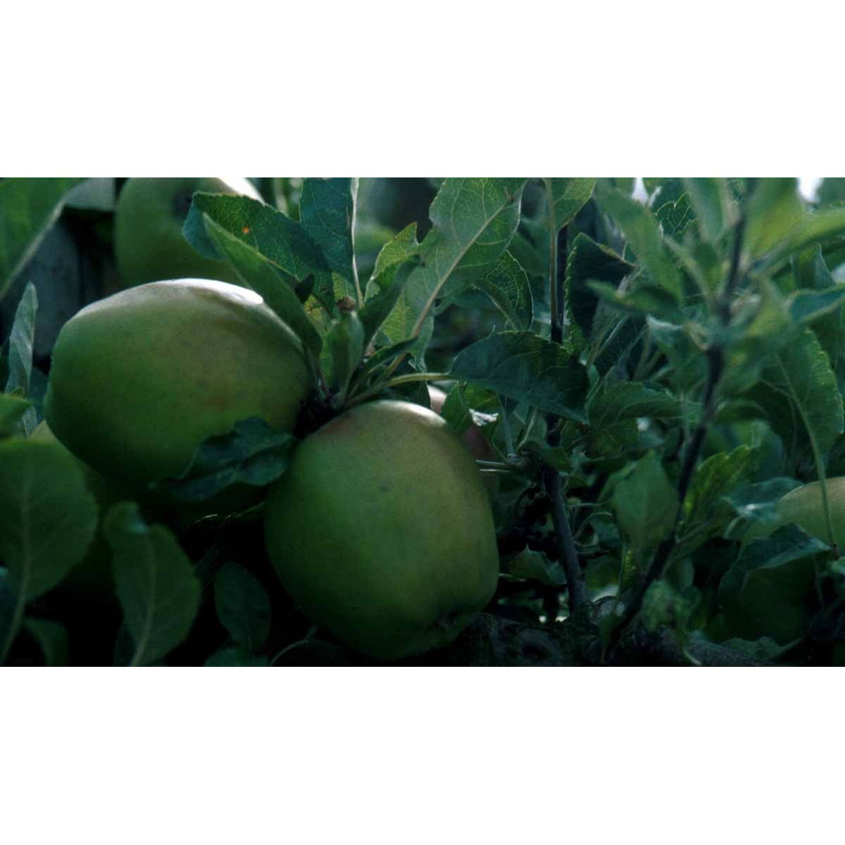 Æble &#39;Bodil Neergaard&#39; - Potte 10 liter 150-175 cm.