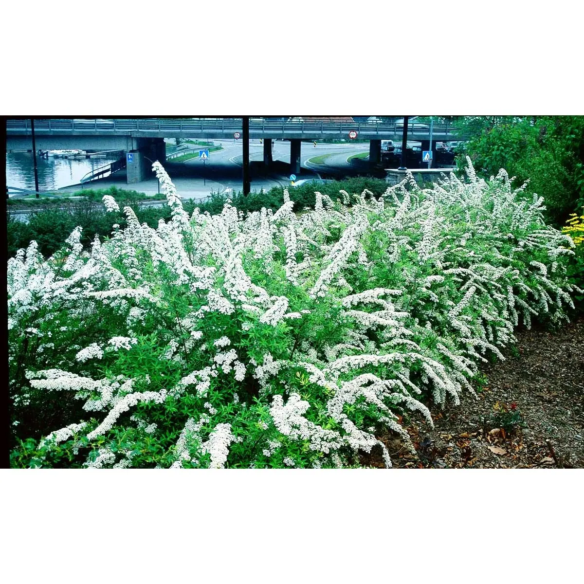 Snedrivebusk 'Grefsheim'