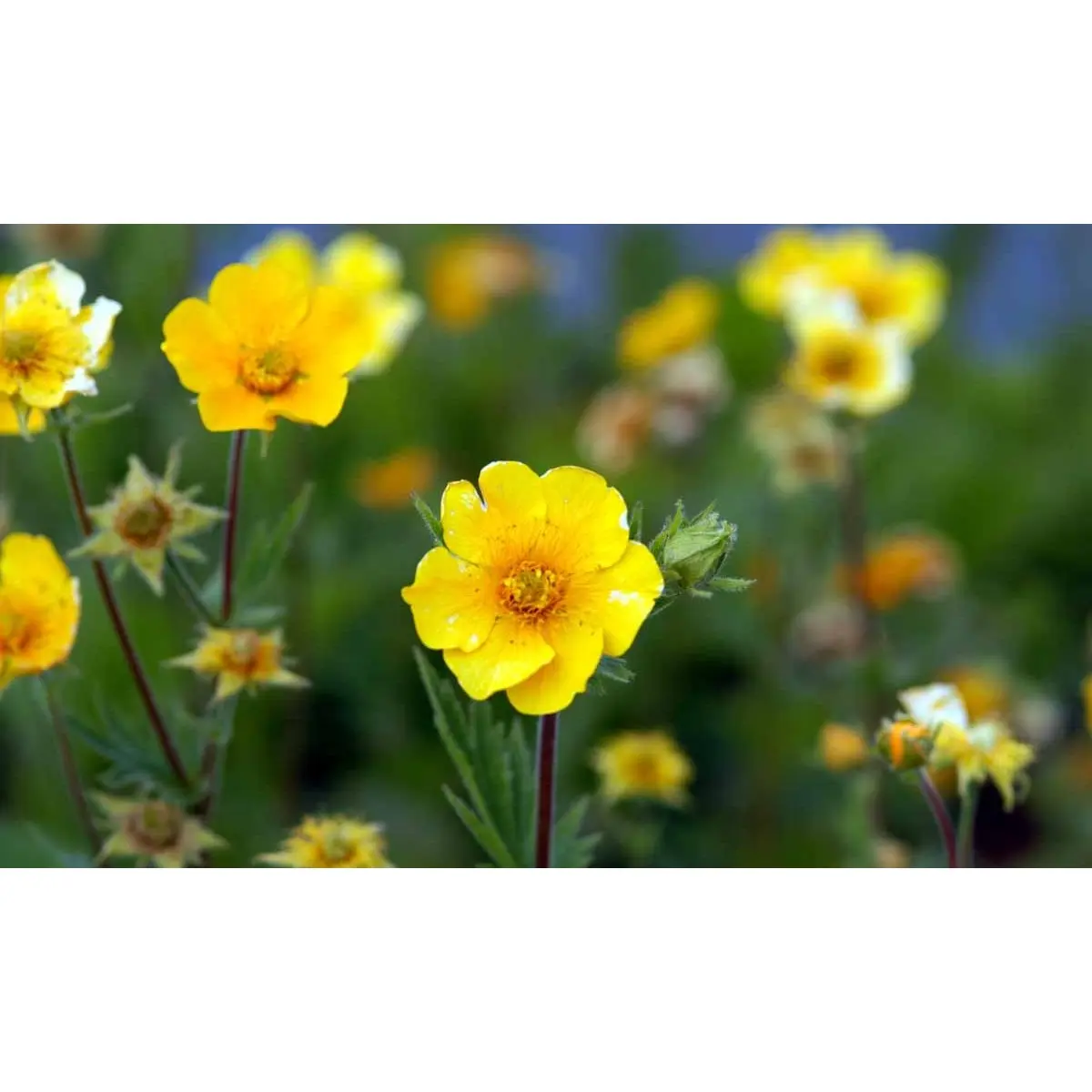 Bjerg-Nellikerod &apos;Diana&apos;