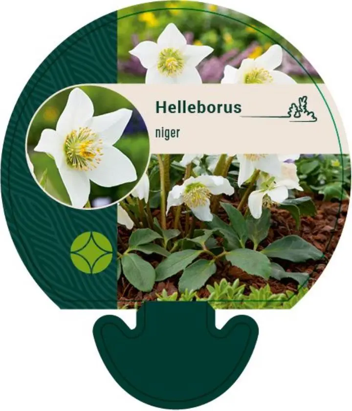 Julerose - Potte 0,8 Liter