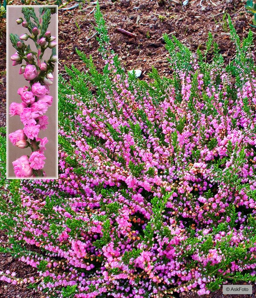 Calluna vulgaris J.H.Hamilton, Efterårslyng J.H.Hamilton, Lille busk, ca. 25 cm, med grønligt løv, der får bronzeagtigt skær om vinteren. Fyldt rosa i aug. - sept. Fuld sol i veldrænet, sur jord. Klippes tilbage efter blomstring.