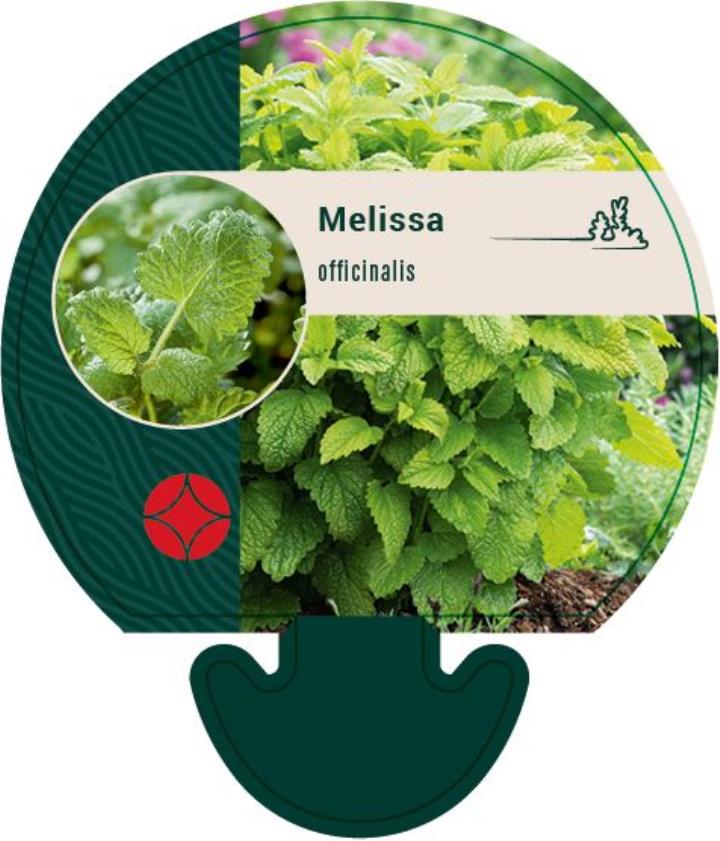 Citronmelisse - Potte 0,8 Liter