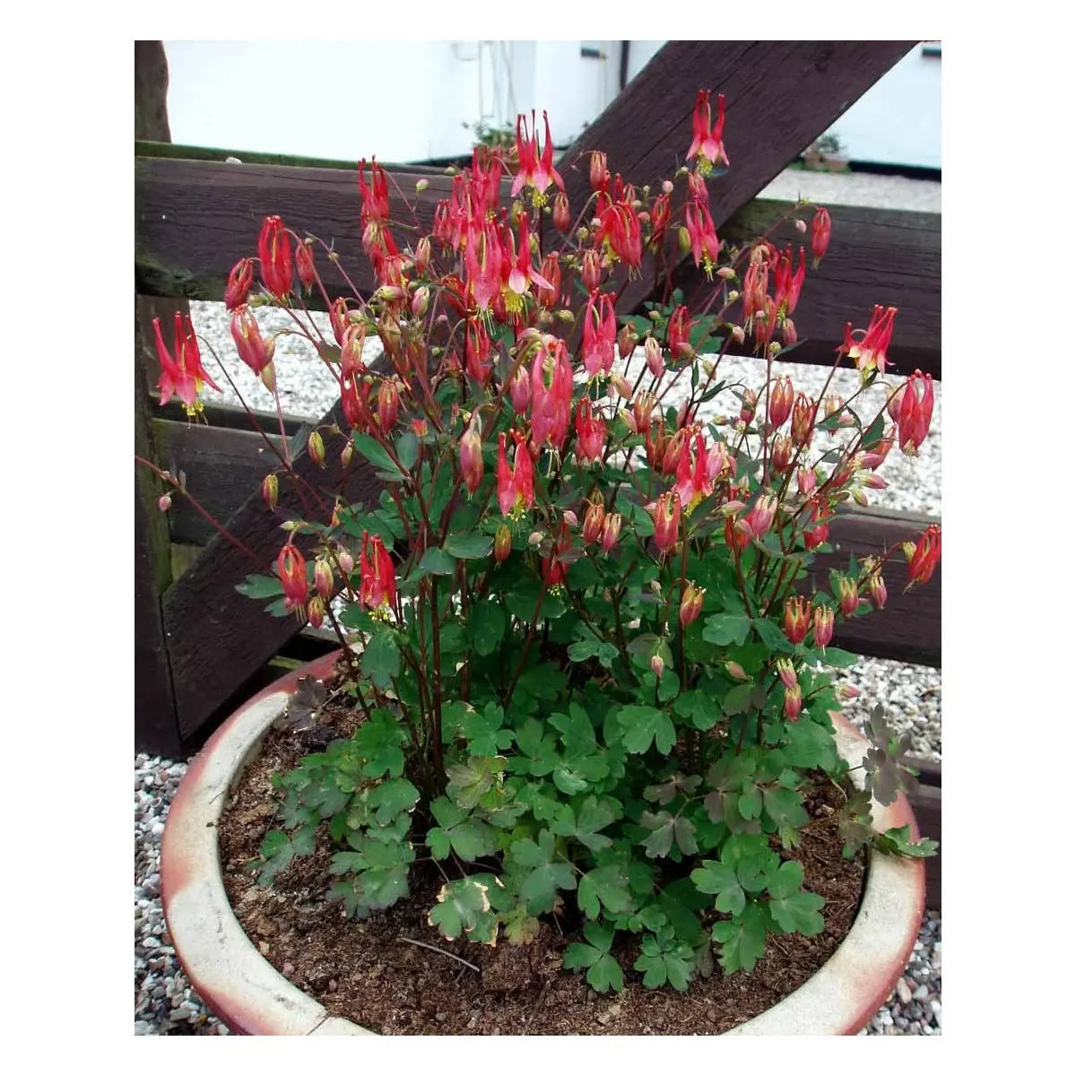 Akeleje 'Little Lanterns' - Potte 1 liter