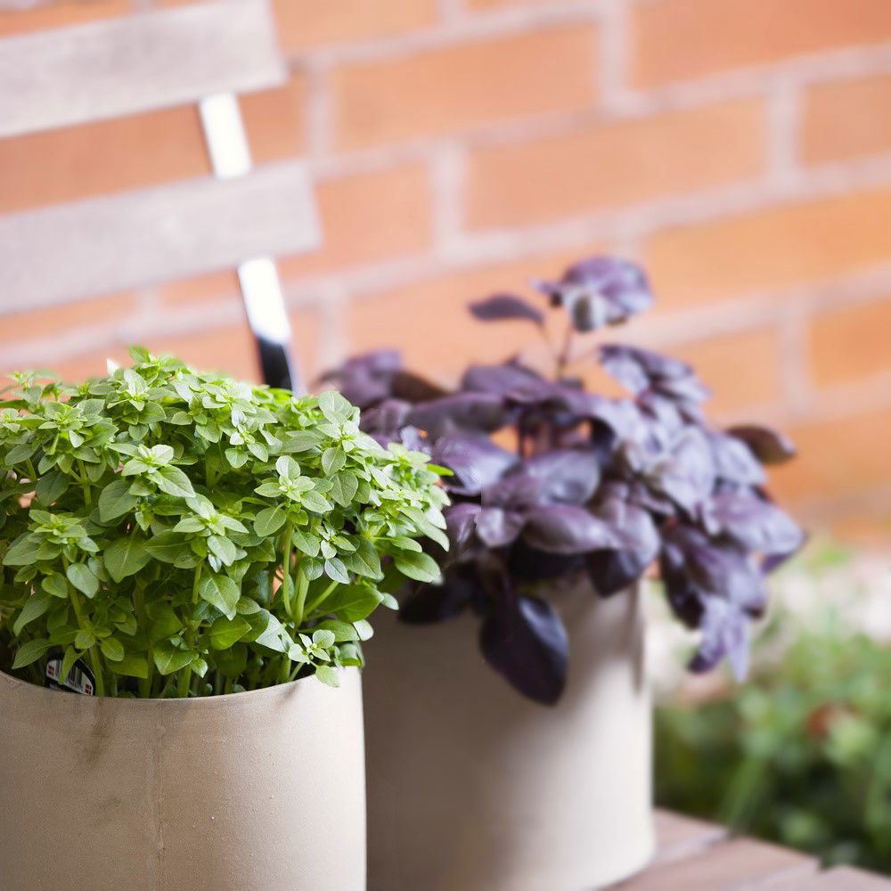 Citronbasilikum Lemon Scent