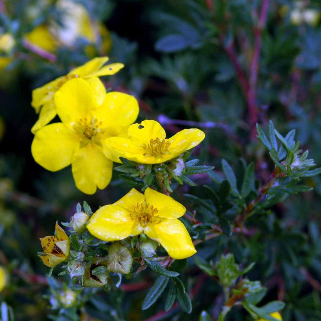 Gul Buskpotentil Goldfinger