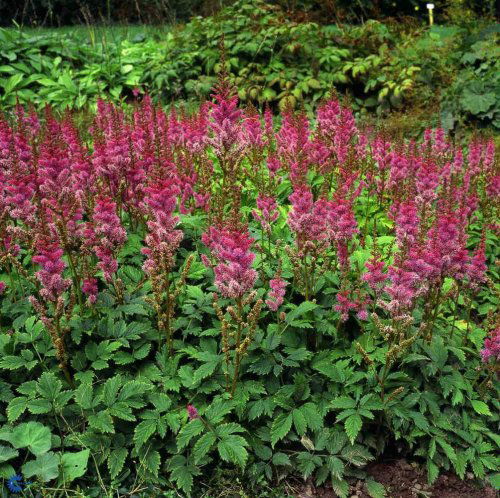 Astilbe chinensis Serenade, Astilbe Serenade, Lav, tæppedannende staude, 30 cm. Store, mørkegrønne blanke findelte blade Har udløbere, der ligger fladt på jorden Løvet dækker jorden godt, og gør planten velegnet til bunddække Blomstre i august-september m