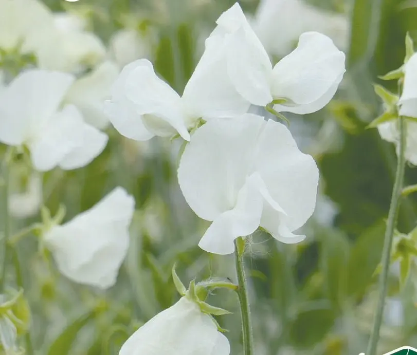Ærteblomst 'Spring Sunshine White'