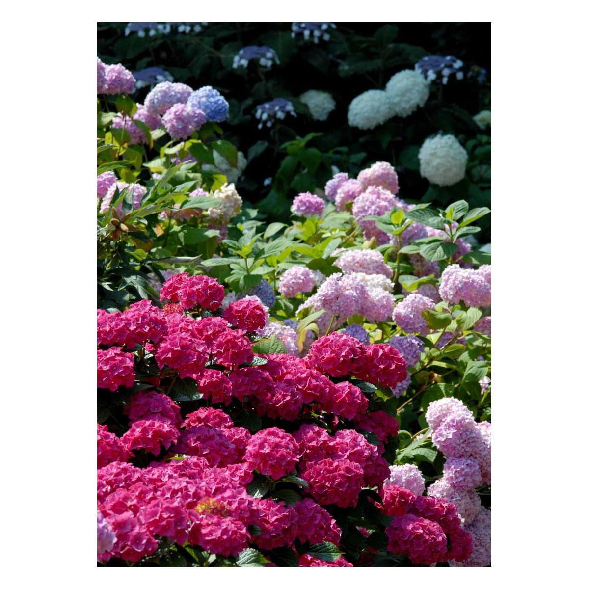 Hydrangea Macrophylla &apos;Forever Pink&apos;