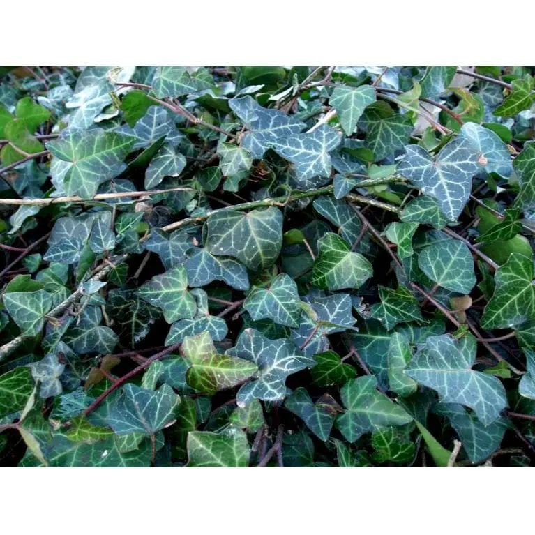 Småbladet Efeu 'Hevil'