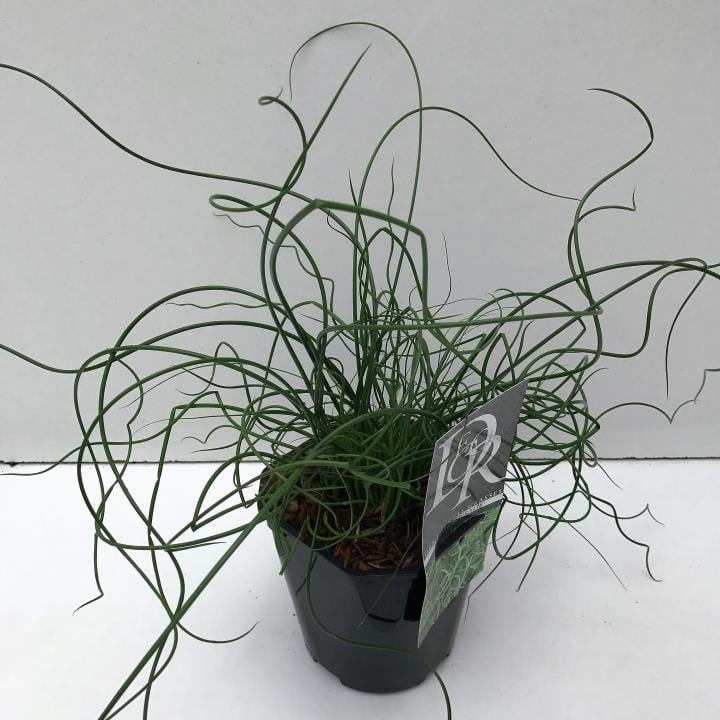 Spiral-Lysesiv - Potte 2,0 liter