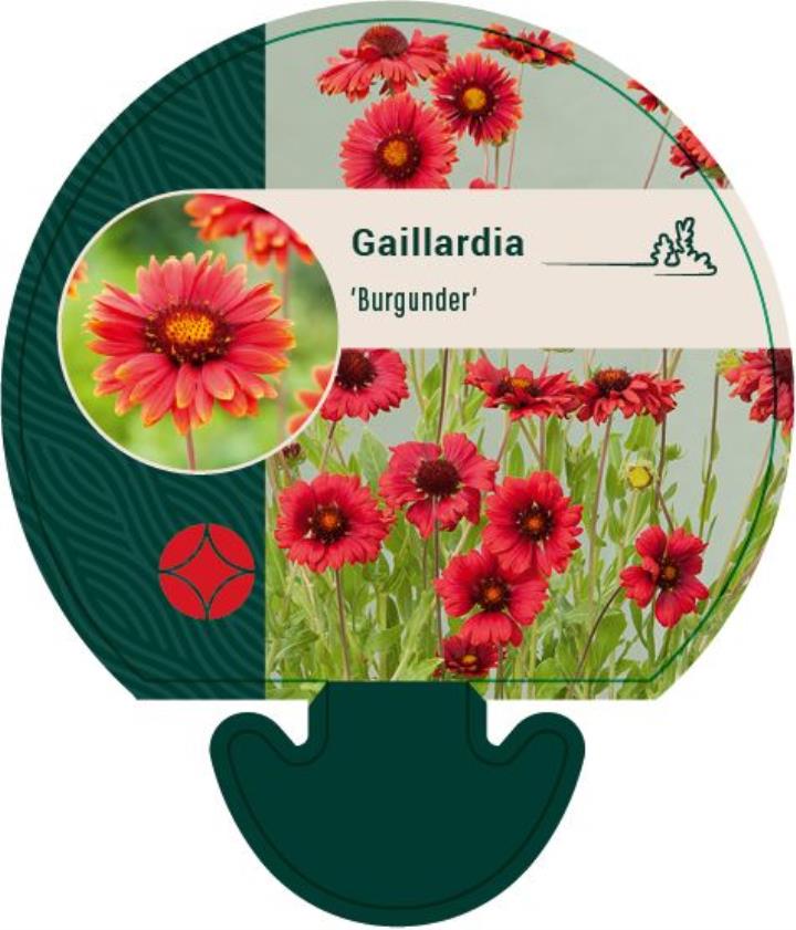 Kokardeblomst 'Burgunder' - Potte 0,8 Liter