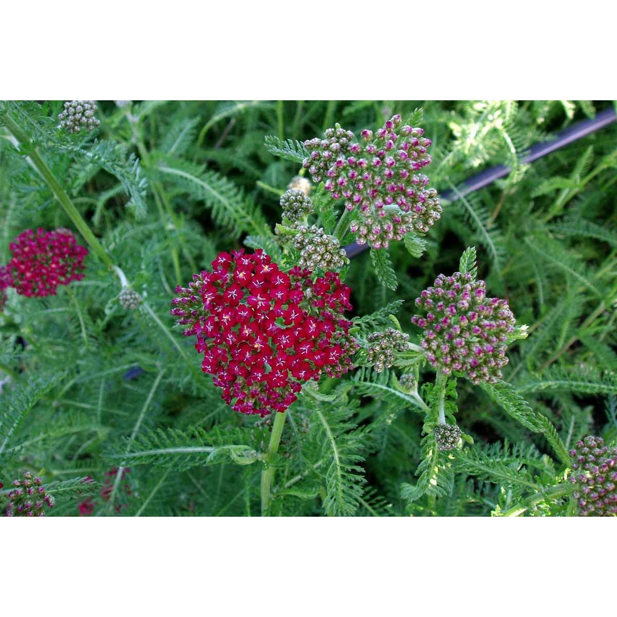 Røllike &apos;Sammetriese&apos;