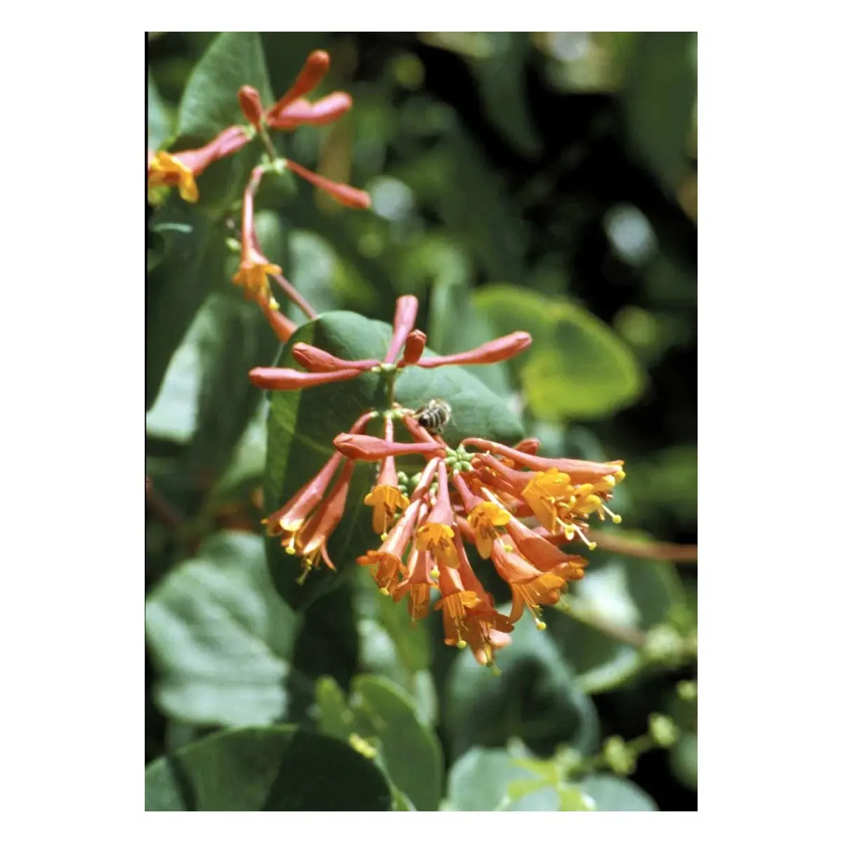 Kaprifolie &apos;Dropmore Scarlet&apos;