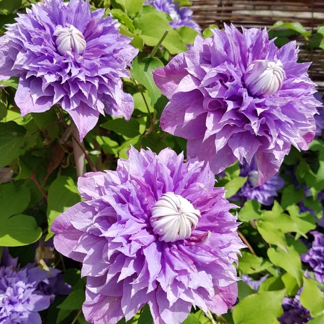 Clematis_hybrid_Multi_Blue