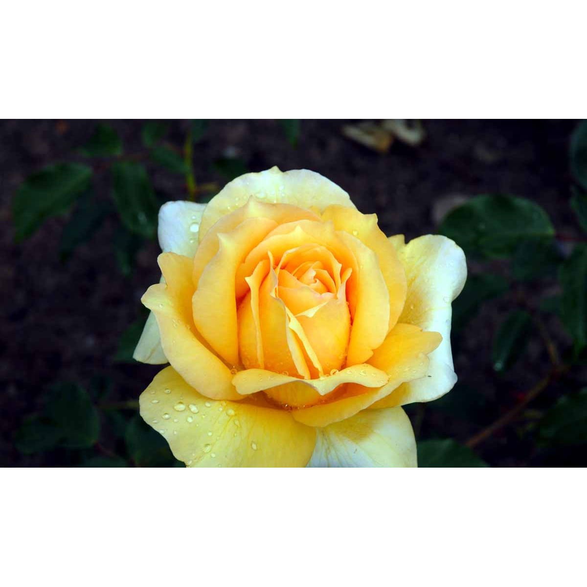 Buskrose &apos;Solo Mio Renaissance&apos;