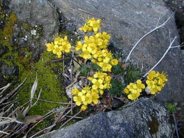 Draba brunifolia, Gæslingeblomst, Lav, tæppedannende staude, 5 cm Nåleformede blade, moslignende Et væld af solgule blomster dækker løvtæppet i april-maj Plantes i veldrænet, porøs og gerne kalkholdig jord Solrig vokseplads