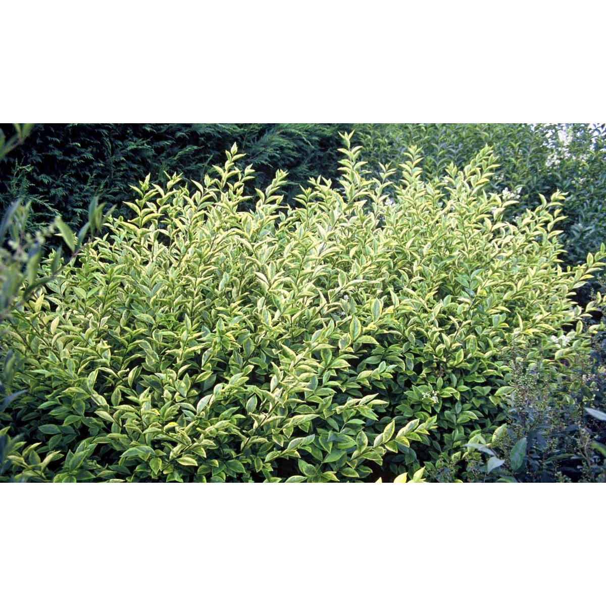 Stedsegrøn Liguster &apos;Aureum&apos;