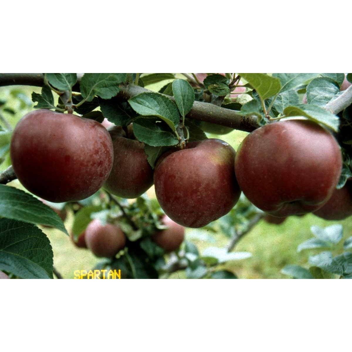 Æble &#39;Spartan&#39; - Havefrugttræ - A-kvalitet 4-8 grene. 120-160 cm. Potte, (M7)