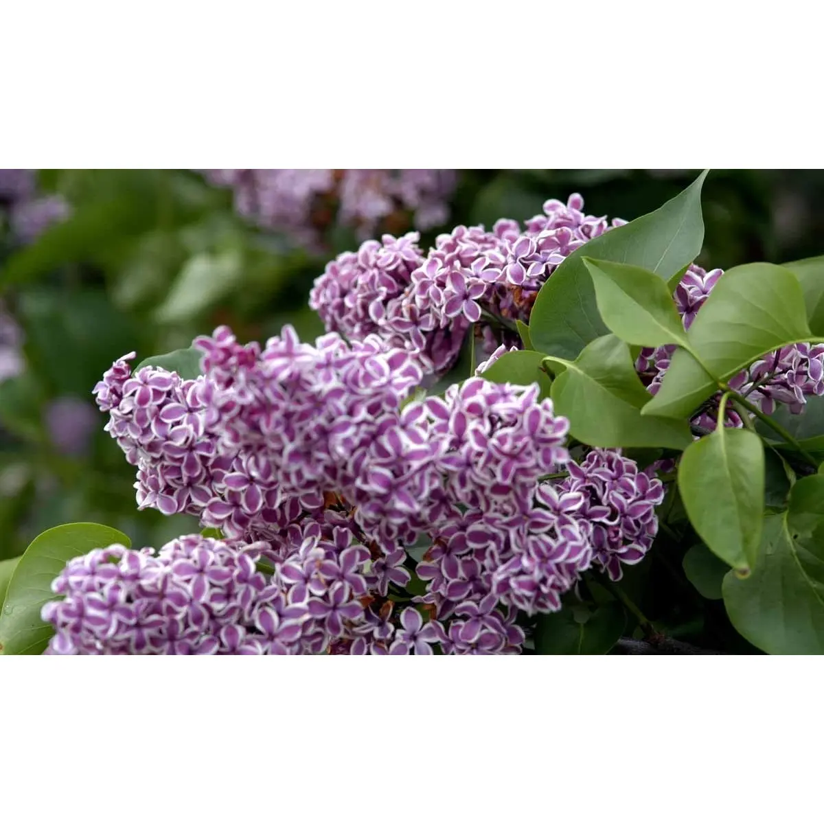 &apos;Sensation&apos;