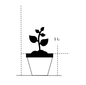 Raketblomst - Potte 1 liter