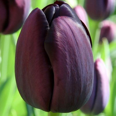 Tulipan Queen of Night