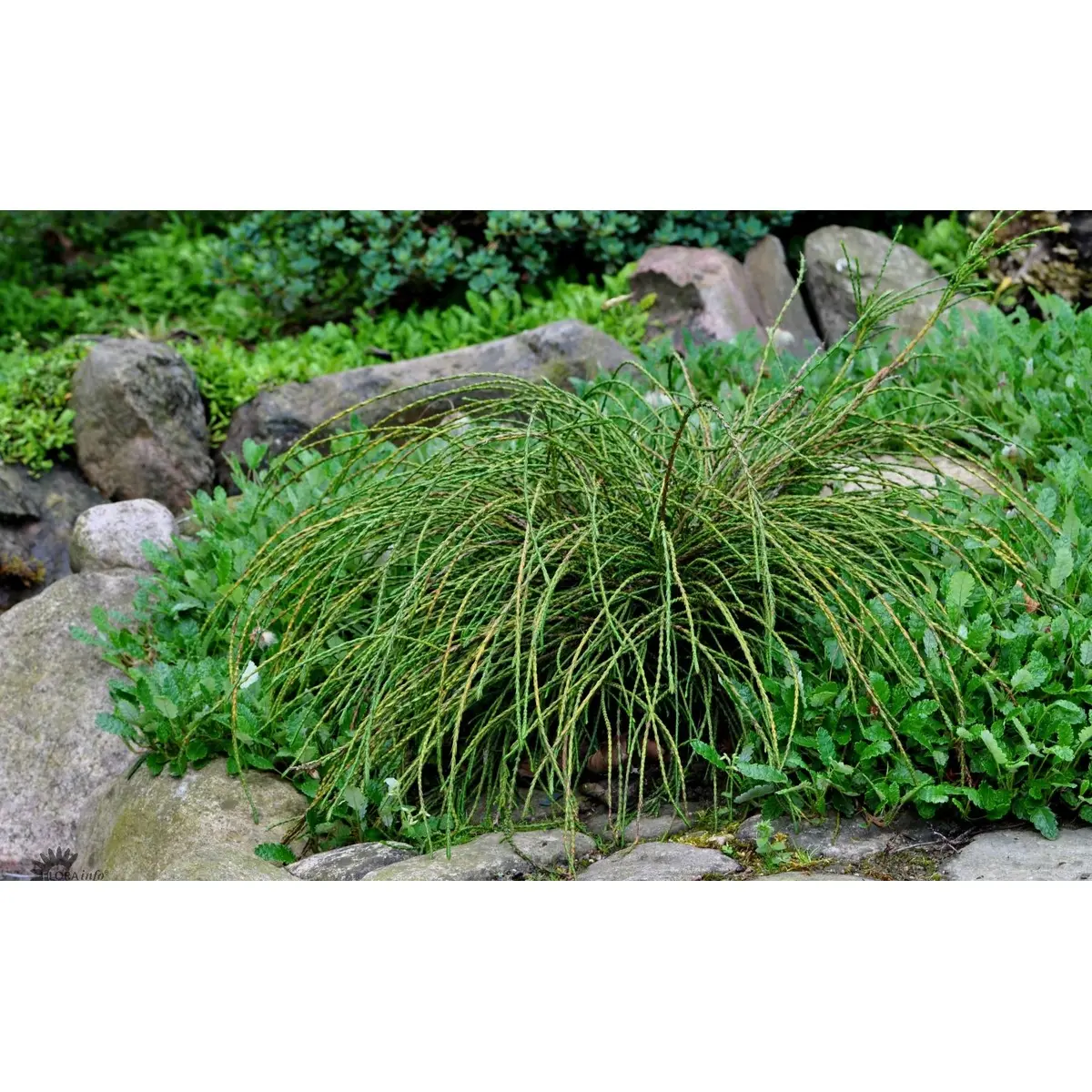 Trådthuja &apos;Whipcord&apos;