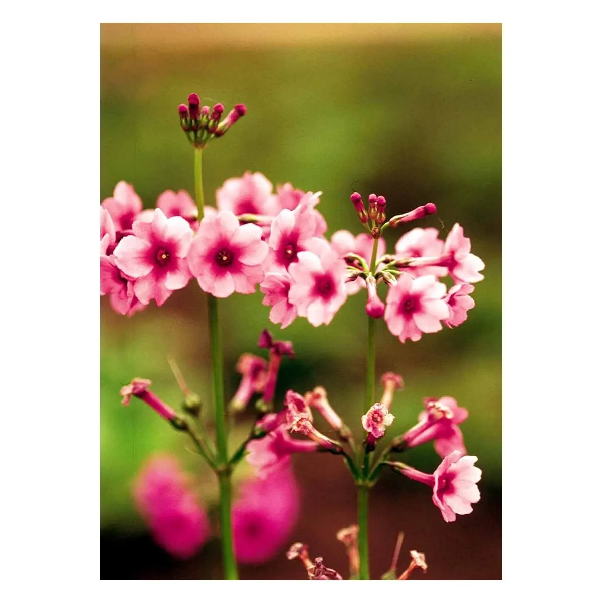 Etageprimula - Potte 1 liter