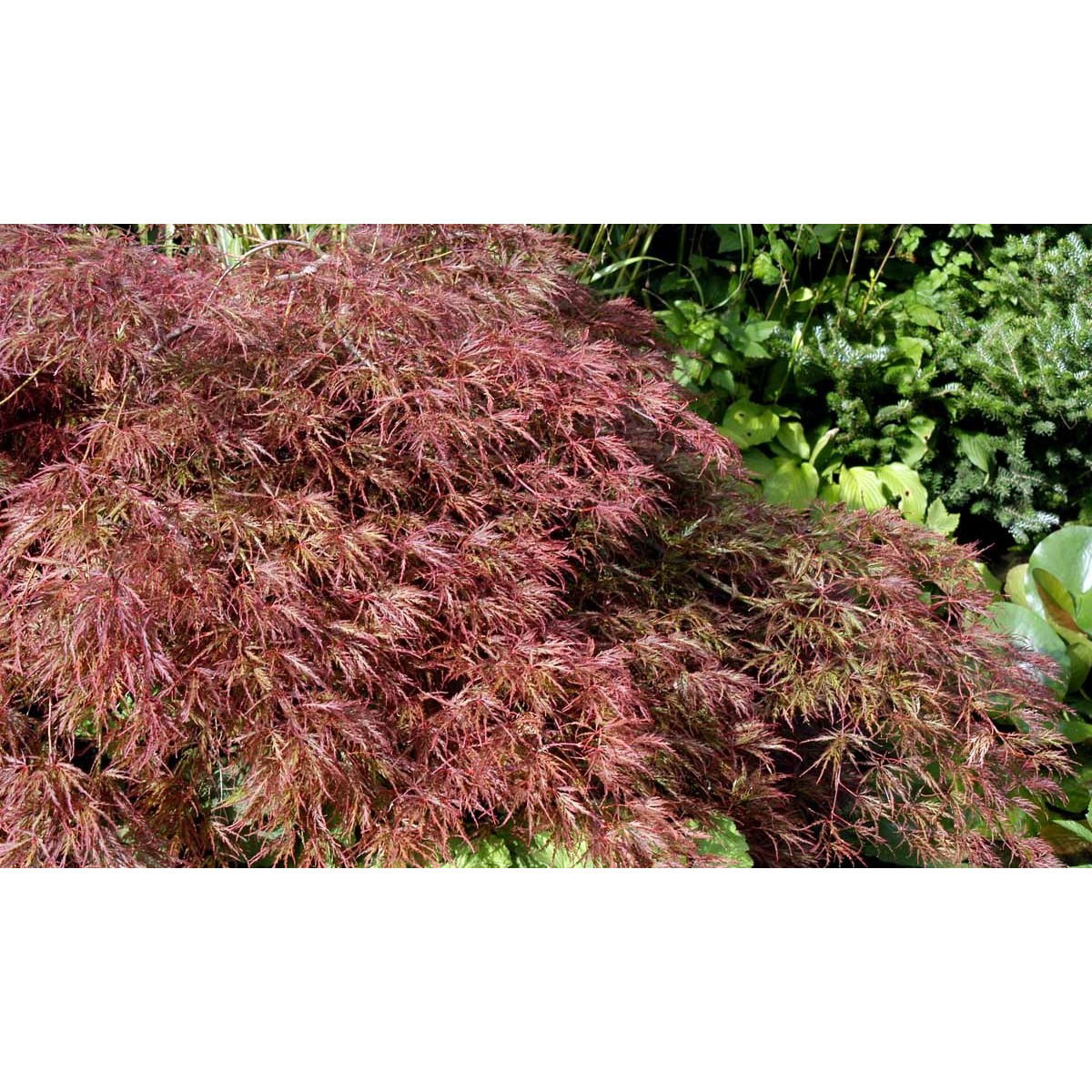 Japansk Dværgahorn &apos;Garnet&apos;