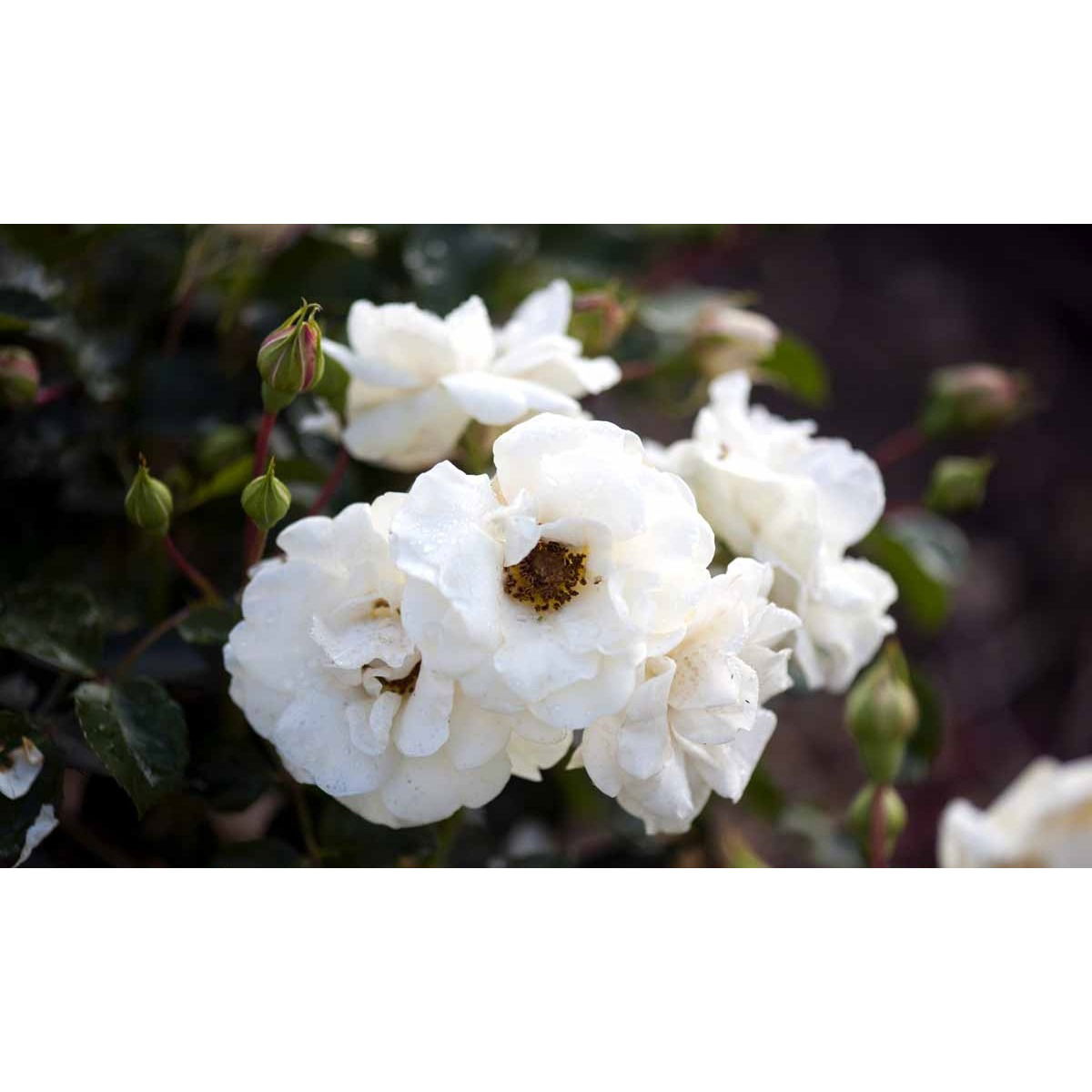 &apos;Hampton™ Palace®&apos;