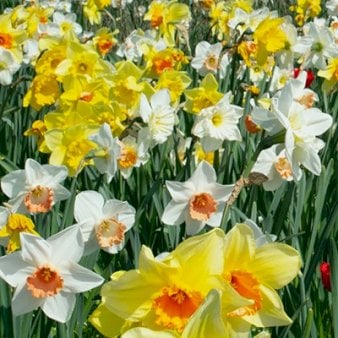 Påskelilje 'Large' mix Net