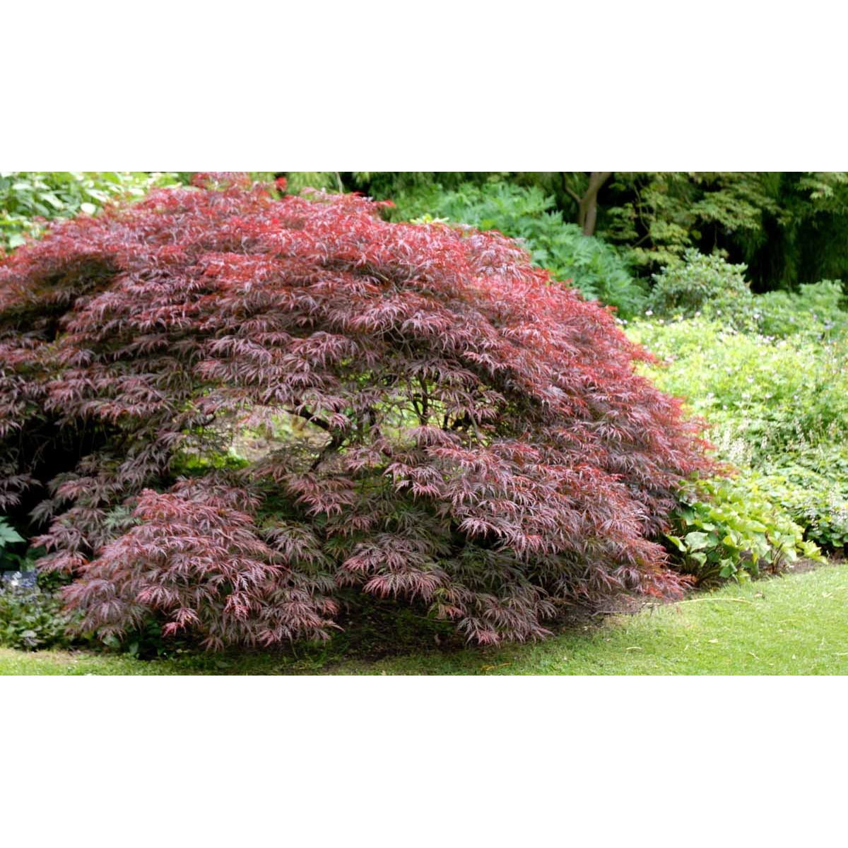 Japansk Dværgahorn &apos;Garnet&apos;