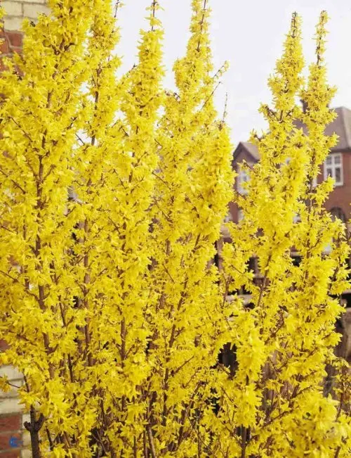 Forsythia intermedia Weekend, Forsytia Weekend,