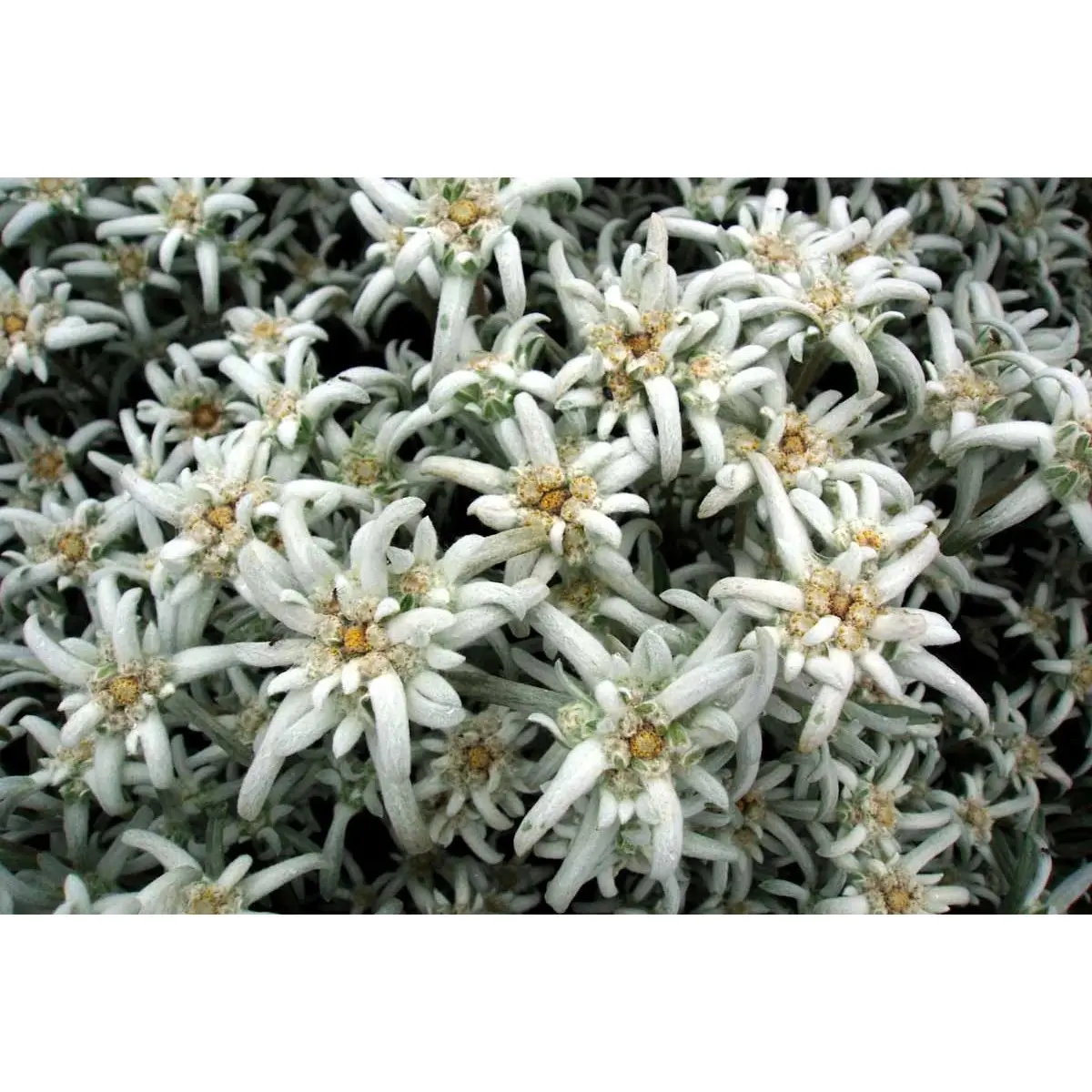 Edelweiss - Potte 1 liter