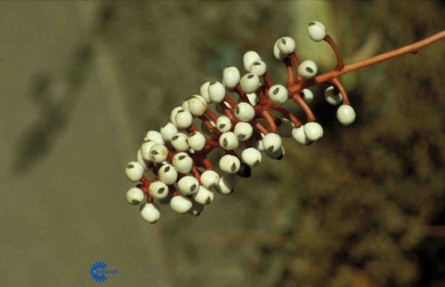Actaea pachypoda, Druemunke, 50 cm høj Dobbelt tredelte blade Blomstrene i forsommeren er små hvide blomster samlet i toppen i korte klasser Frugten i sensommeren er hvidebær på røde stilke Trives bedst i halvskygge