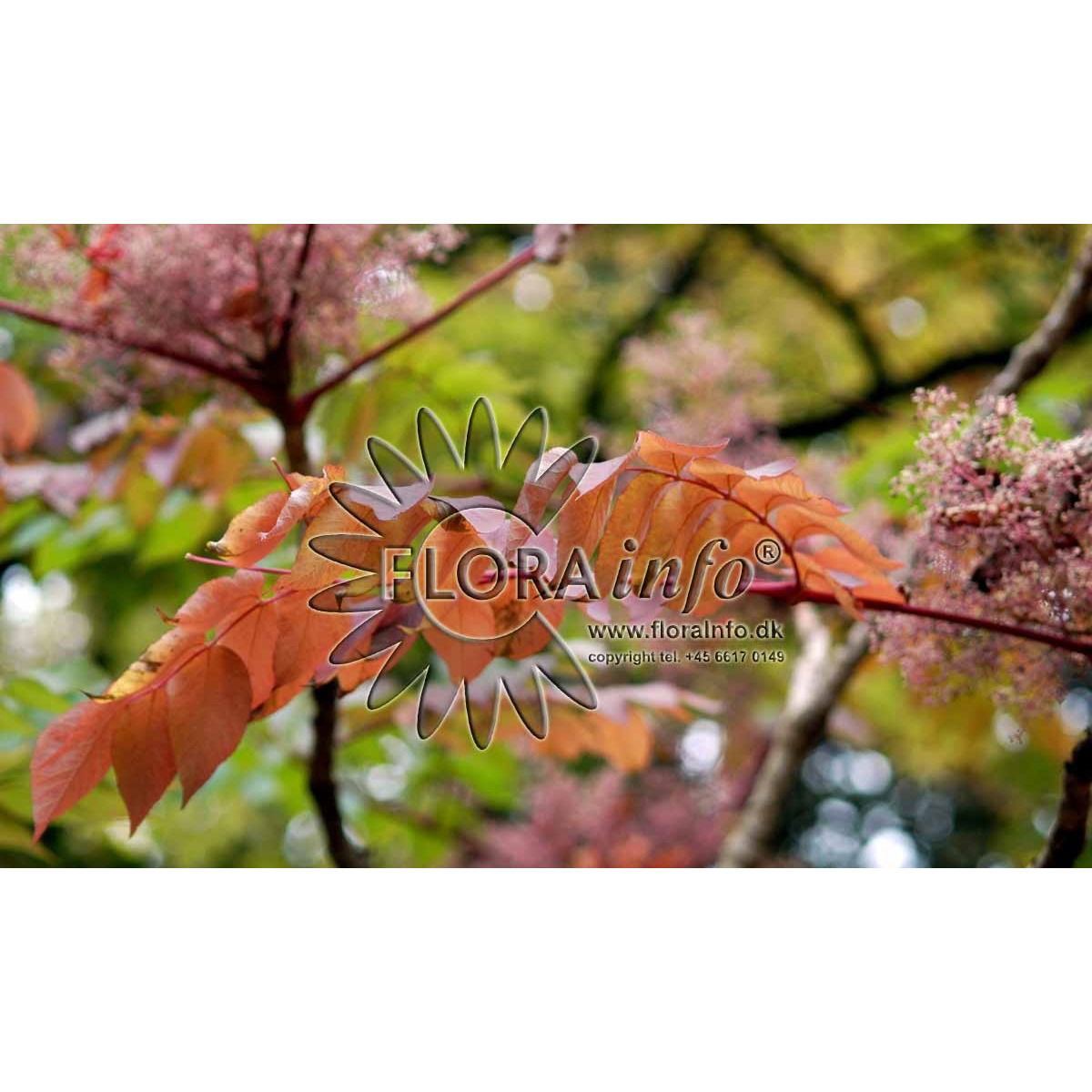 Fandens Spadserestok