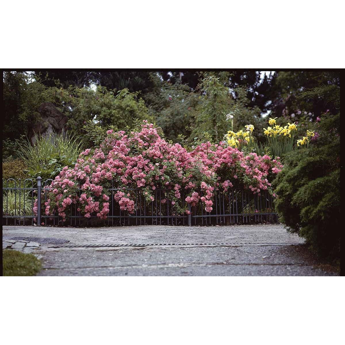 Buskrose &apos;Ferdy&apos;