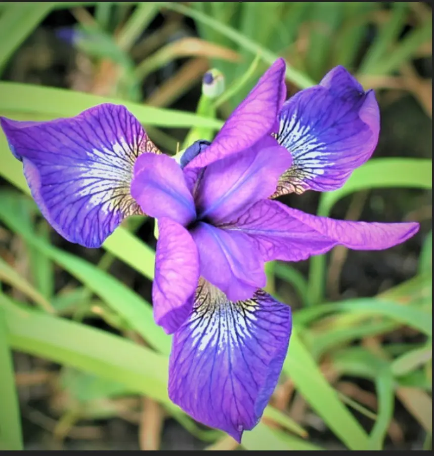 Sibirisk Iris 'Sparkling Rose' - Potte 1 liter
