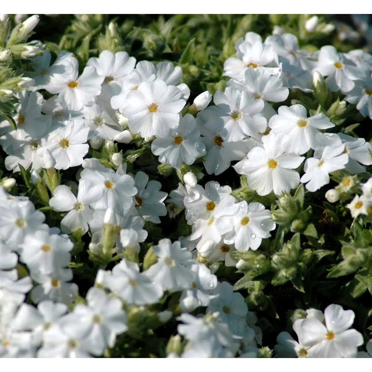 Lyngfloks 'Maischnee' - Potte 0,8 Liter