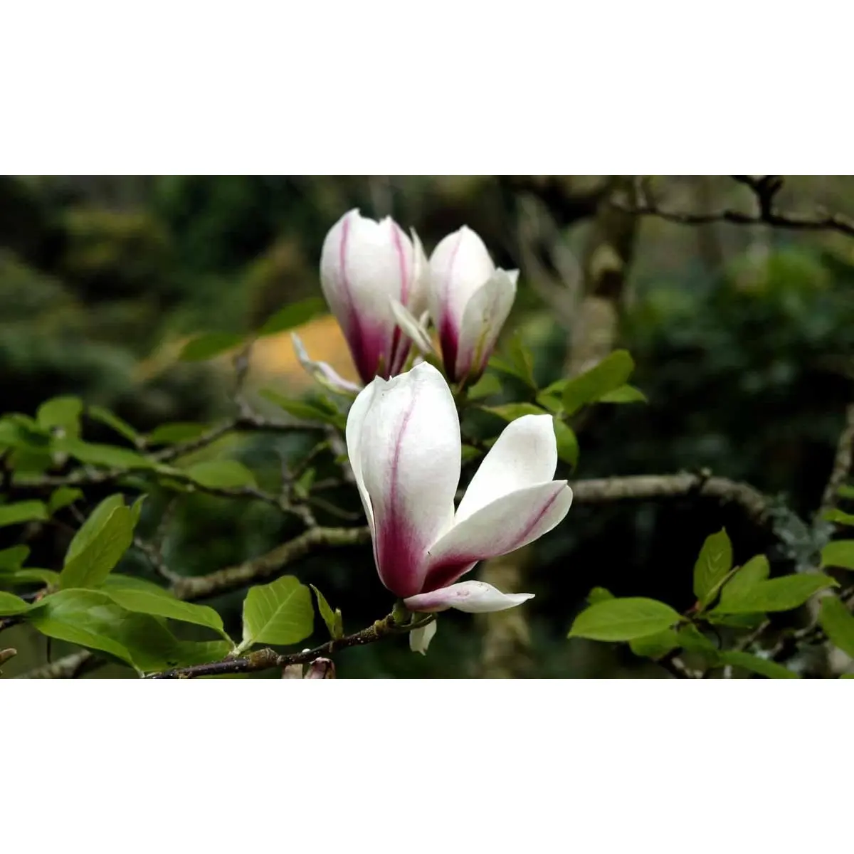 Almindelig Magnolia