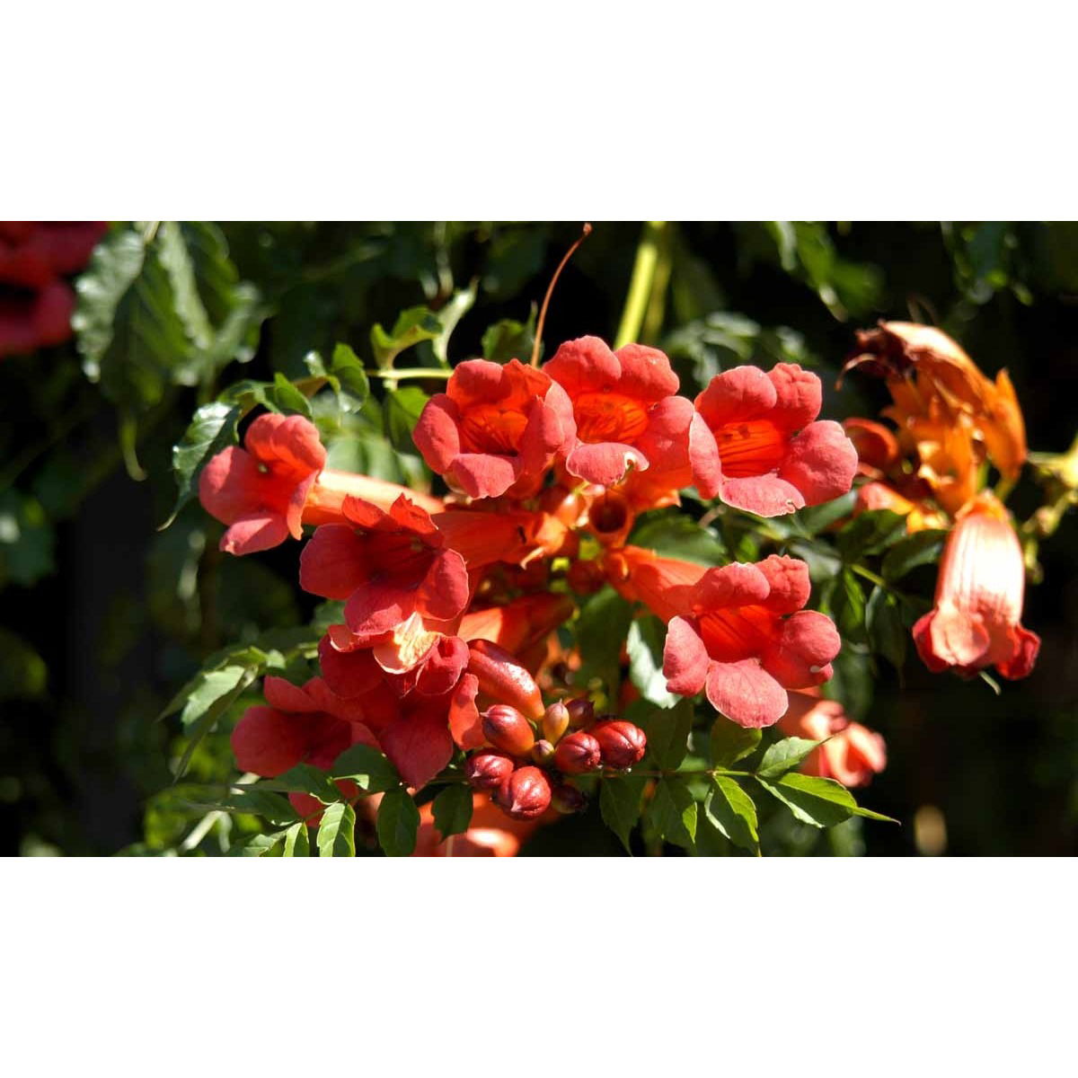 Almindelig Trompetblomst