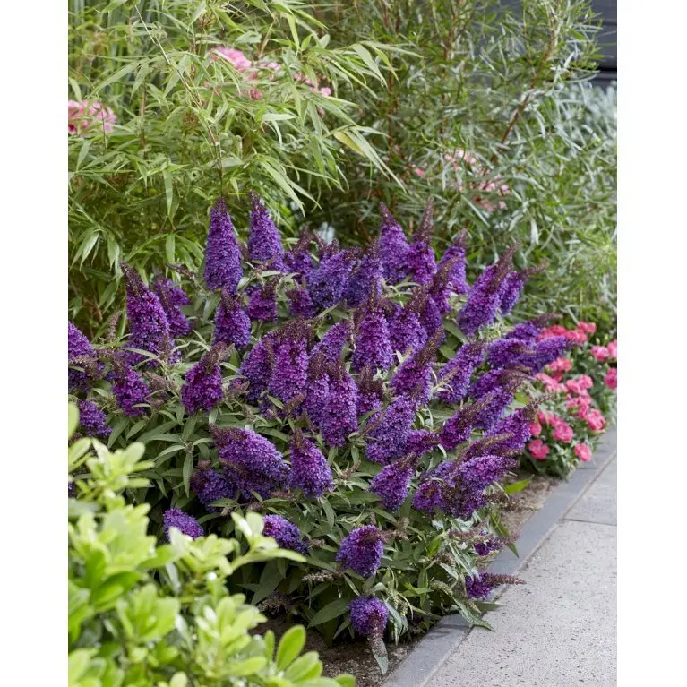 Sommerfuglebusk Butterfly Candy 'Little Purple'