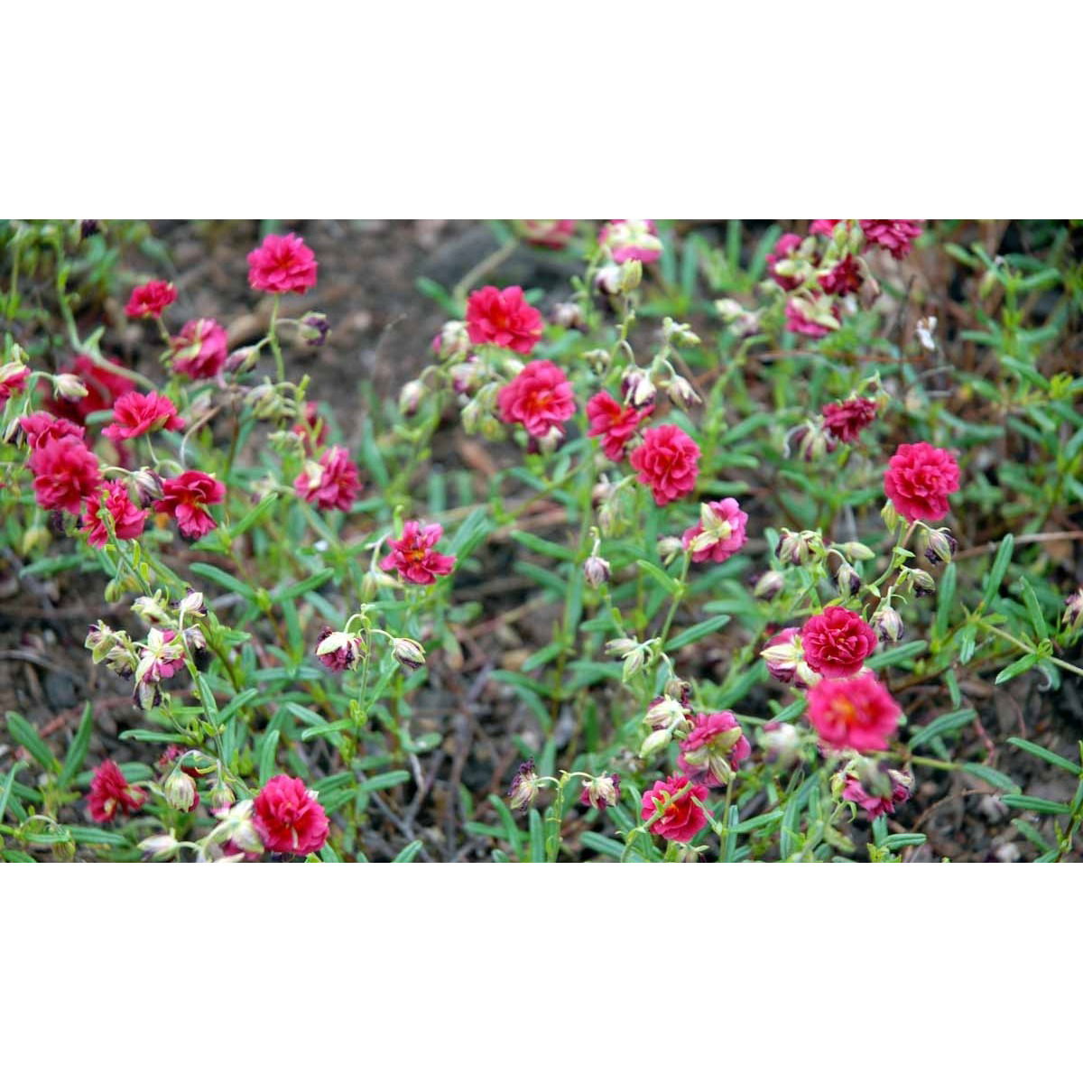 Soløje &apos;Cerise Queen&apos;