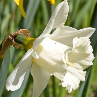 Påskelilje 'Mount Hood' XXL