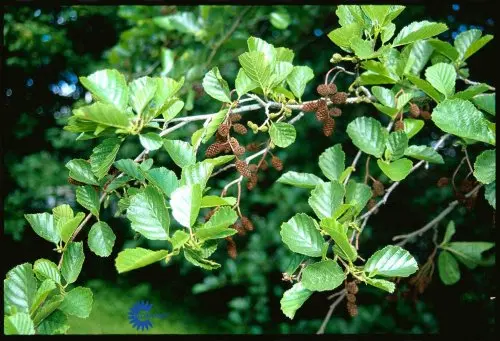 Alnus glutinosa, Rødel, Højt træ med kuplet krone. Rundagtige, savtakkede, grønne blade og lange, røde hanrakler og kogleformede hunrakler. Sol - halvskygge. Tåler våd jord.