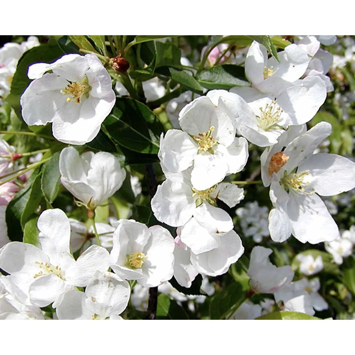 Paradisæble &apos;Braendkjær&apos;