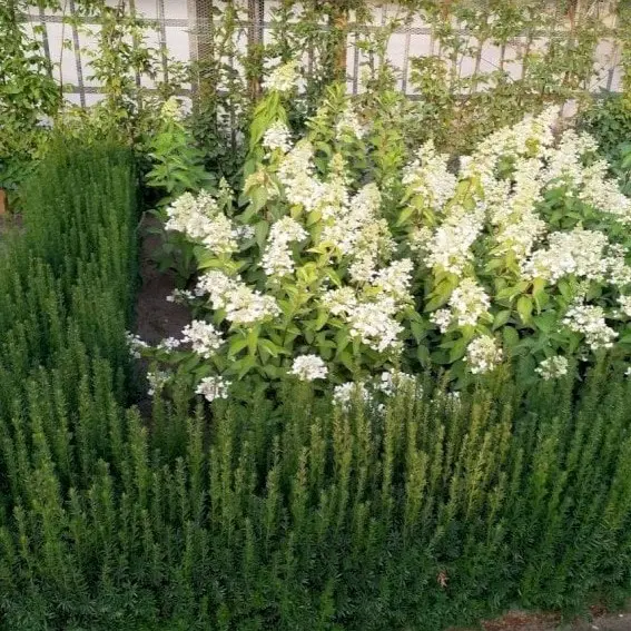 Taxus media Rising Star er en ny taks med tæt og ensartet vækst, med en perfekt form, der ikke kræver beskæring.